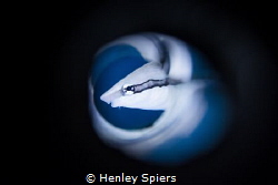 False Cleanerfish Profile by Henley Spiers 